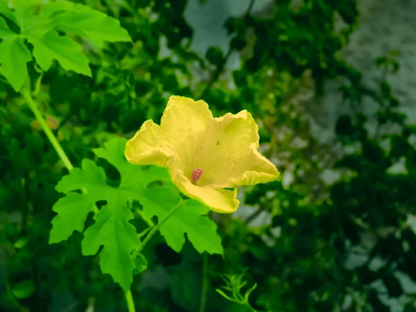 Fleur Une Gourde Amère Plante Rampante Aux Légumes — Photo