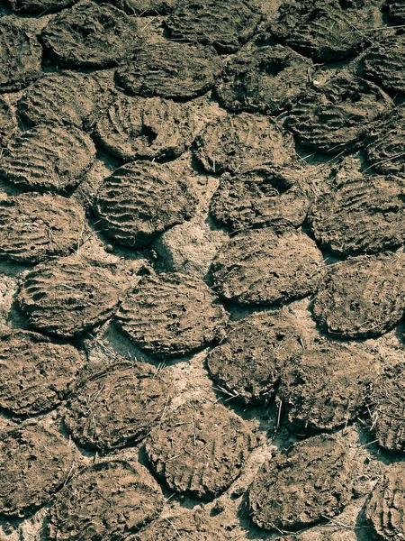 Dry Cow Dung Cakes Stocked Use Fuel Cooking Rural Area — Stockfoto