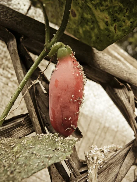 Coccinia Grandis Madura Calabaza Hiedra Cucurbitaceae — Foto de Stock