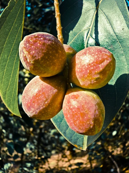 Terminalia Chebula Chebulic Myrobalan Abhaya Harada Medicinal Plant Chiplun Ratnagiri — стокове фото