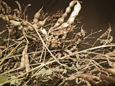 Tur pods, vegetable, Legume