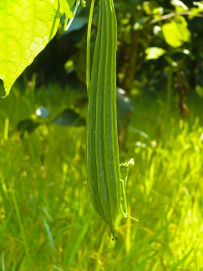 Gisuri, Dodka, Loofa Acutangula, Cucumis acutangulus L, Ratnagiri, Maharashtra, India