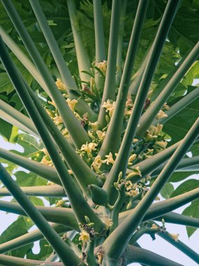 Flowers of Papayas on tree, Carica papaya, Caricaceae, Maharashtra, India