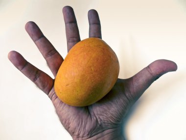 Alphonso Mangoes- Mangifera indica L., Anacardiaceae in human hand