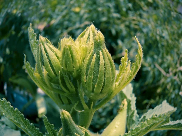 Cibo Verdura Bhindi Dita Donna Okra Abelmoschus Esculentus Hibiscus Esculentus — Foto Stock