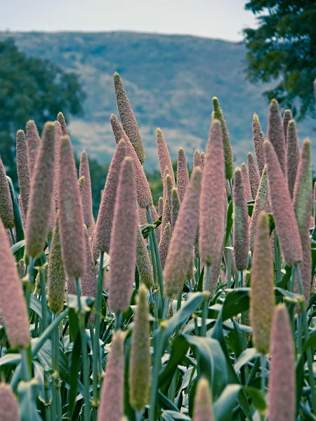 Мозоли Holcus Spicatus Bajari Grain — стоковое фото