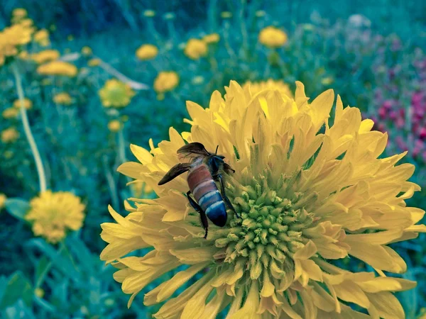 Honing Bij Verzamelen Stuifmeel Van Een Calendula Officinalis Bloemen Calendula — Stockfoto