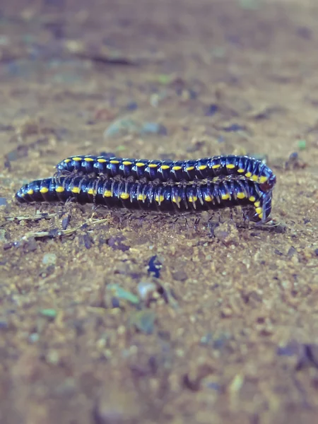 Anoplodesmus Yellow Spotted Millipede Mating Initially — Stock Photo, Image