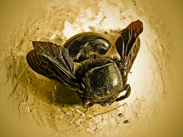 Dead Carpenter Bee Xylocopa Californica Arizonica — Stock Photo, Image