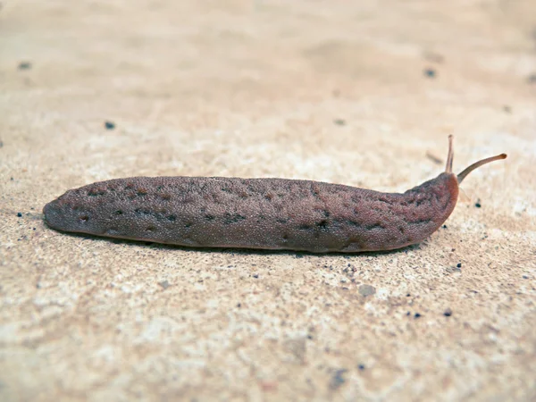 Ślimak Mięczak Ślimak Bez Skorupy — Zdjęcie stockowe