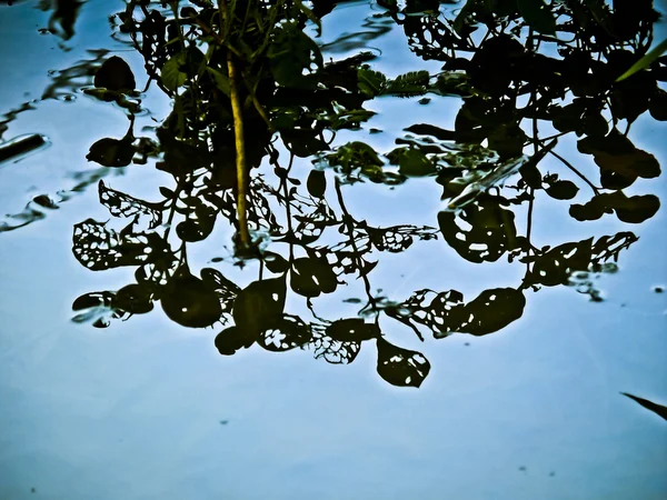 Reflection Tree Water — Stock Photo, Image