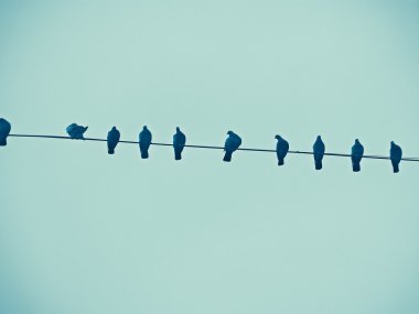 Pigeons seating on cable in row