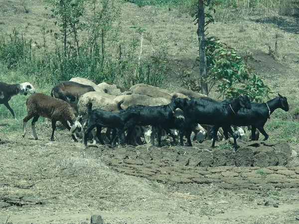 Ovejas Ovis Canadensis Cabras Caminando Grupos Área Rural Maharashtra India — Foto de Stock