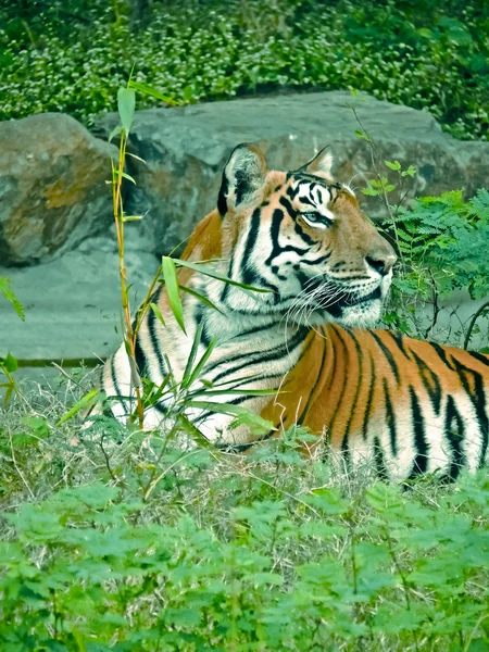 Tigre Mâle Panthera Tigiris Rajiv Gandhi Park Pune Maharashtra Inde — Photo