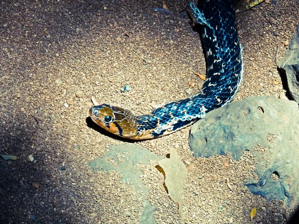 Xenochrophis Piscator Checkered Keelback Water Snake Non Venomous Rajiv Gandhi — Stock Photo, Image