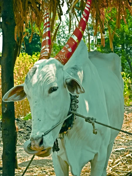 Domestic Animal Cow Bull Rural Area India — Stock Photo, Image