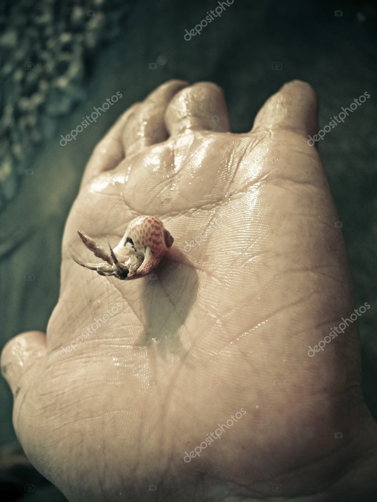 Hermit Crab Human Hand — Stock Photo © yogesh_more 109564558