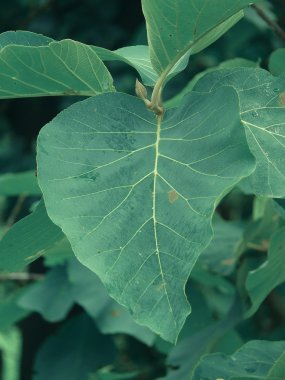 Tik yaprağı, Tectona grandis L f , Verbenaceae, Jati