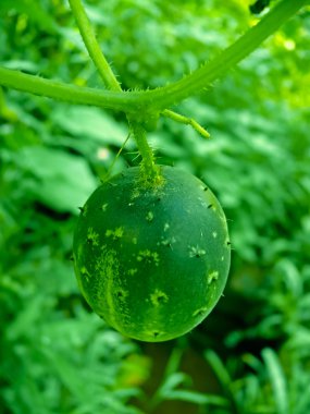 Wild Cucumber, Echinocystis lobata