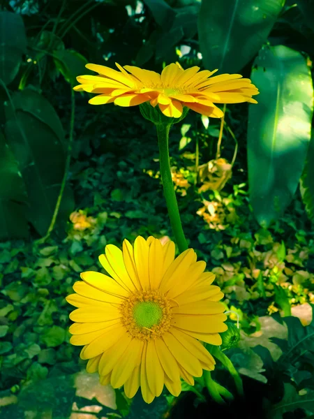 Gerbera Blumen Gerbera Jamesonii — Stockfoto