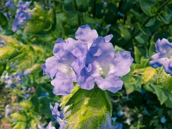 Karvy Strobilanthes Callosus Kaas Plateau Kaas Satara Maharashtra Indie — Zdjęcie stockowe