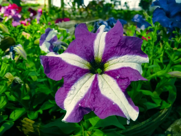 Flores Petunia Petunia Hybrida — Foto de Stock