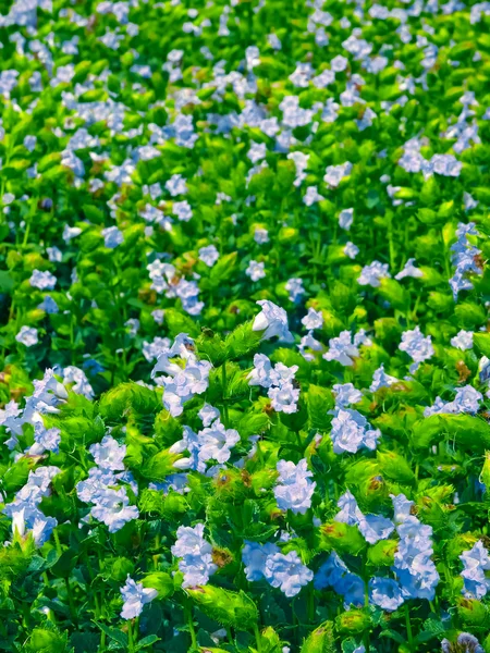 Karvy Strobilanthes Callosus Kaas Plateau Kaas Satara Maharashtra India — 스톡 사진