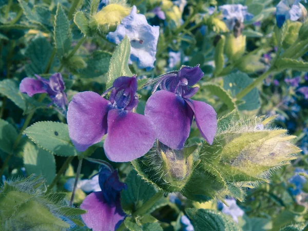 Mass Blooming Magenta Balsams Impatiens Oppositifolia Plateau Flowers Kaas Plateau — Foto Stock