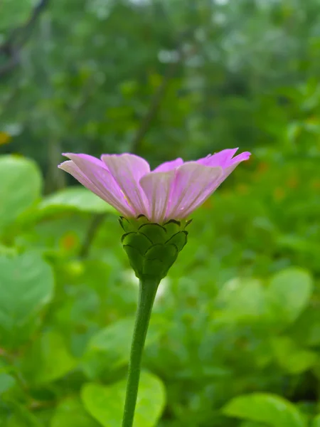 Rosafarbene Wilde Zinnia Blume — Stockfoto
