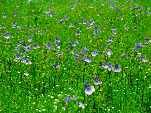 Virágzás Bíbor Balzsam Fennsíkon Virágok Impatiens Oppositifolia Tömeg Kaas Fennsík — Stock Fotó