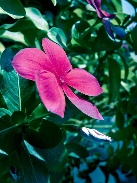 Vinca Rosea Periwinkles Madagascar Periwinkles — Stock Photo, Image