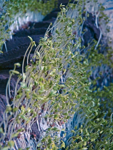Lepidium Sativum Gardencress Pepperweed — Zdjęcie stockowe