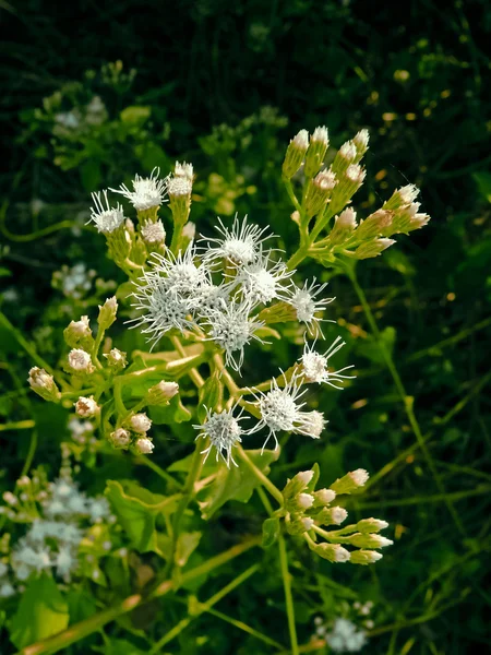 Ageratum Conyzoides Goat Weed Tropical Whiteweed — Stock Photo, Image