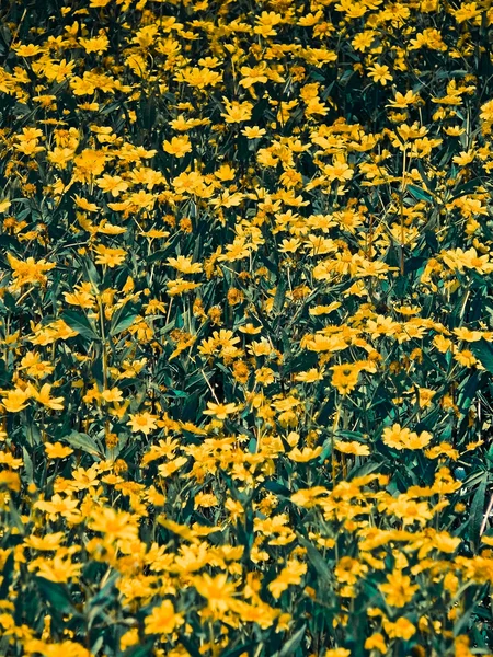 Fältet Blommor Gingelly Frön Guizotia Abyssiniaca — Stockfoto