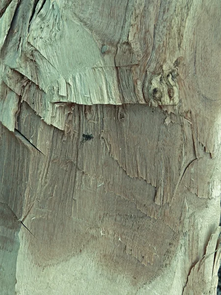 Trunk Acacia Catechu Family Mimosaceae — Stok fotoğraf