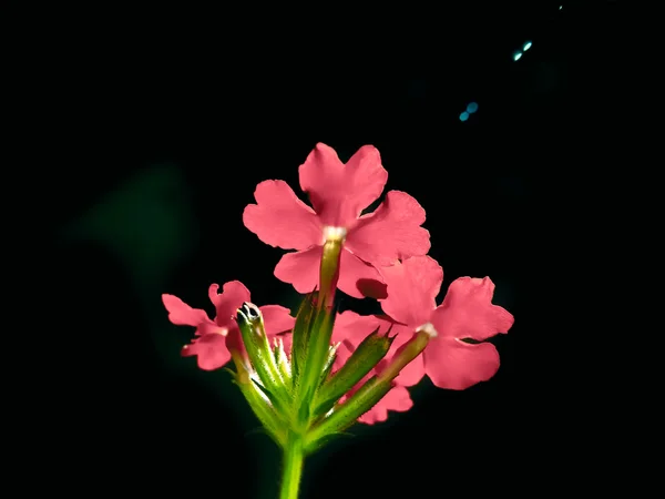 Blüten Der Peruanischen Eisenkraut Glandularia Peruviana — Stockfoto