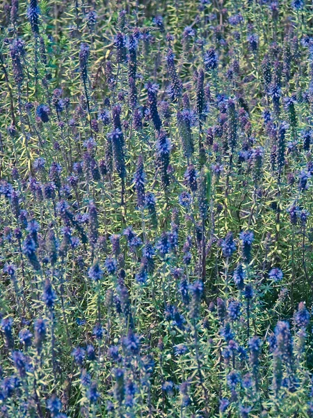 Pogostemon Deccanensis Jambhli Csilla Fennsík Virágok Kaas Satara Maharashtra India — Stock Fotó