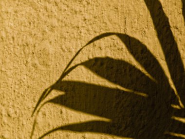 Bir bitkinin gölgesi yaprakları