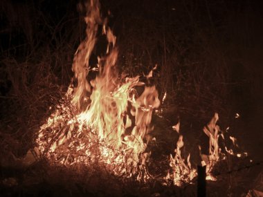 bir orman yangın felâketi