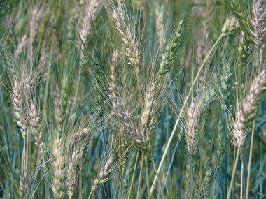 Alan Triticum soğanı L., buğday kırpma