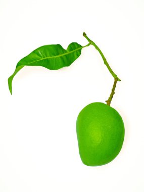 Çiğ Alphonso Mango, Mangifera indica L,