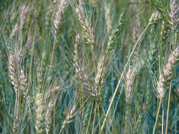 Поле Triticum aestivum L., урожай пшеницы
