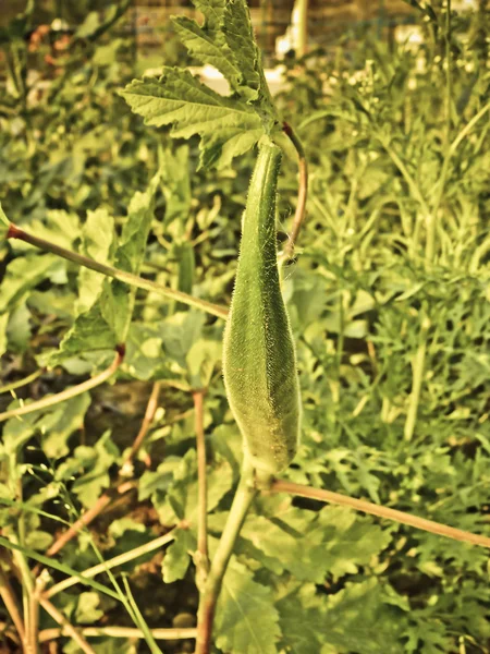 Abelmoschus Esculentus Lady Finger Sulla Pianta India — Foto Stock