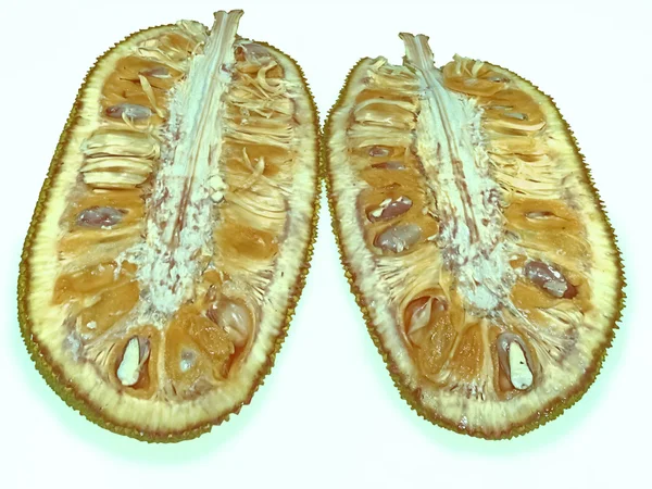 Artocarpus Heterophyllus Lam Moraceae Ratnagiri Maharashtra Inde — Photo