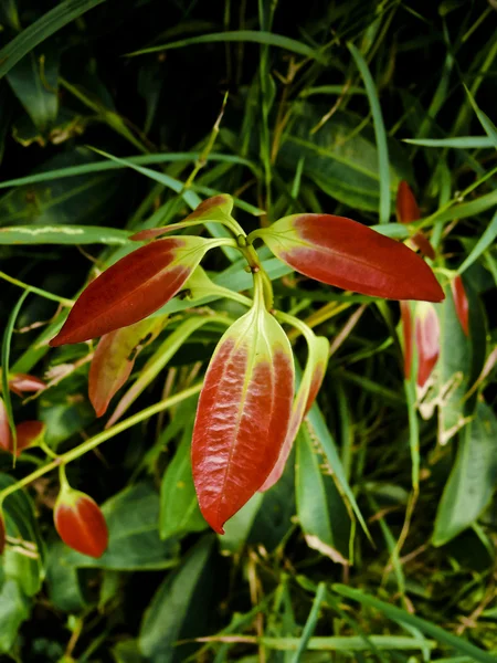 Pianta Tej Patta Laurus Nobilis — Foto Stock