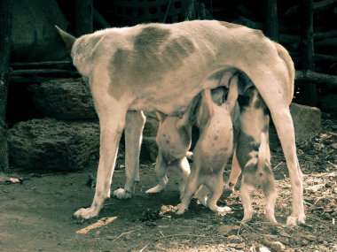 Female Dog Feeding her Puppies, Maharashtra, India