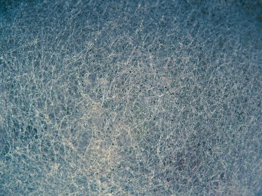 gri küf strawberrys üzerinde büyüyen