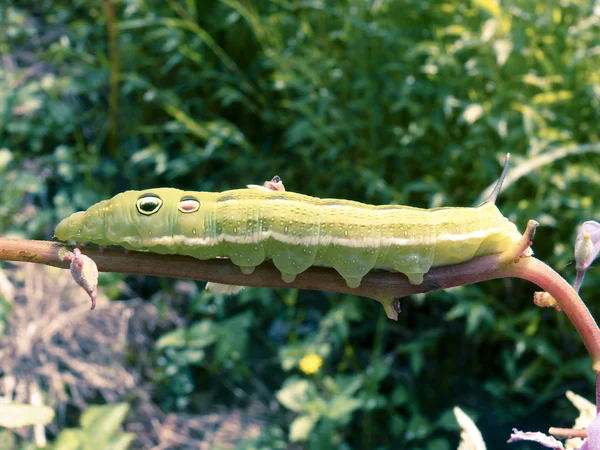 Primo Piano Una Coda Forcuta Tigre Papilio Glaucus Caterpillar India — Foto Stock