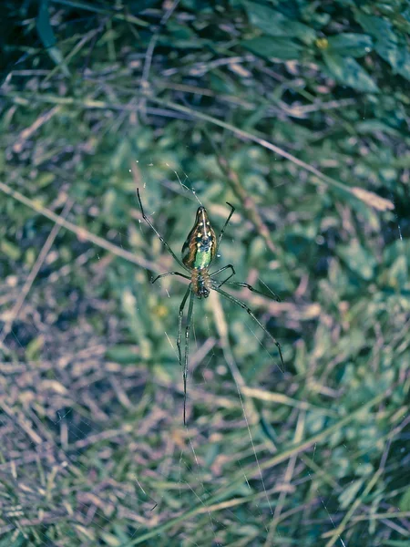 Zelený Zlatý Pavouk Nephila Kokan Maháráštra Indie — Stock fotografie