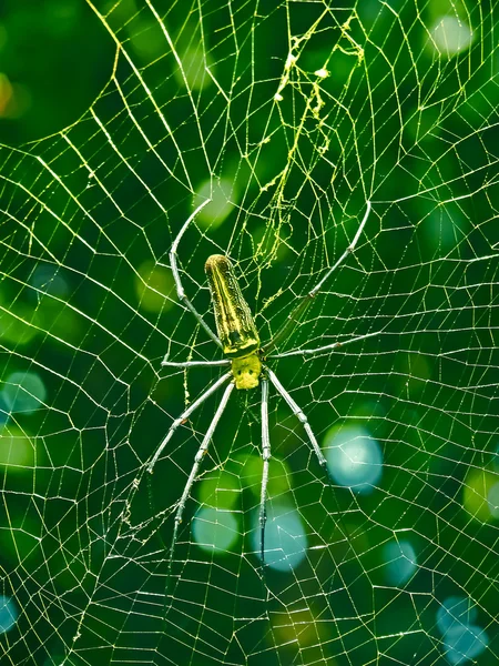 Nephila Maculata Dev Ahşap Örümcek Kokan Maharashtra Hindistan — Stok fotoğraf